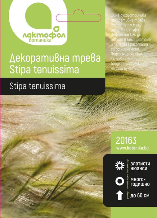 DECORATIVE GRASS LACTFOL STIPA TENUISS