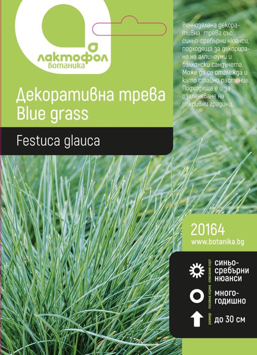 DECORATIVE GRASS LACTFOL BLUE GRASS