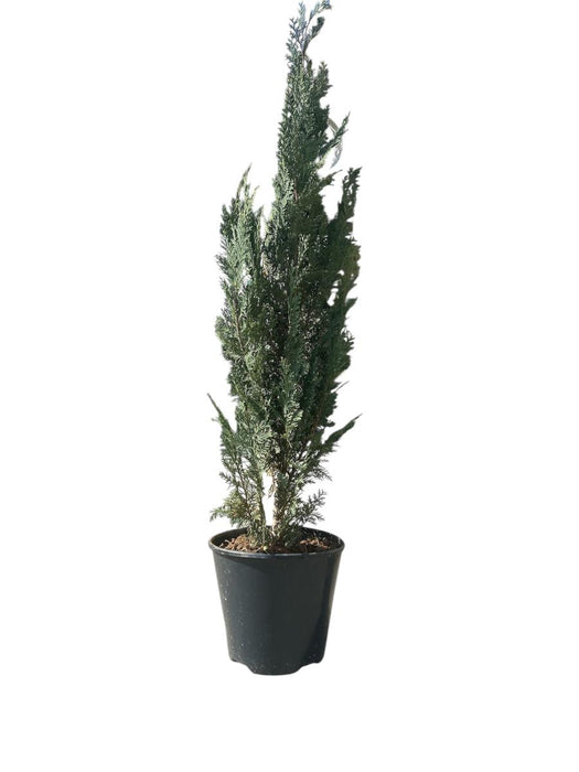 HAMAEKIPARIS COLUMNARIS 130CM
