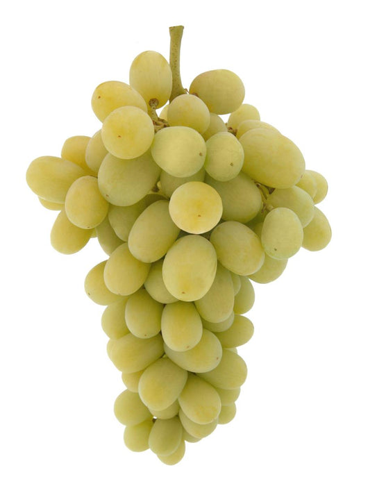 VICTORIA WHITE DESSERT GRAPE VINE