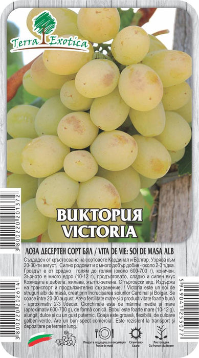 VICTORIA WHITE DESSERT GRAPE VINE