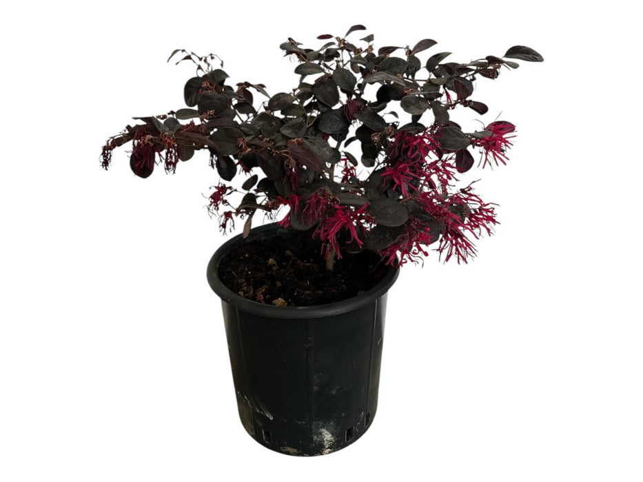 LOROPETALUM 2L