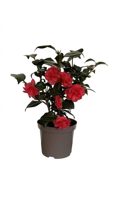 CAMELLIA JAPANESE 2L