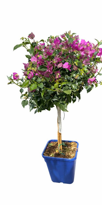 BOUGAINVILLE STEM 25-110CM