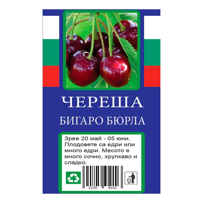 CHERRY WITH PACKAGED ROOT
