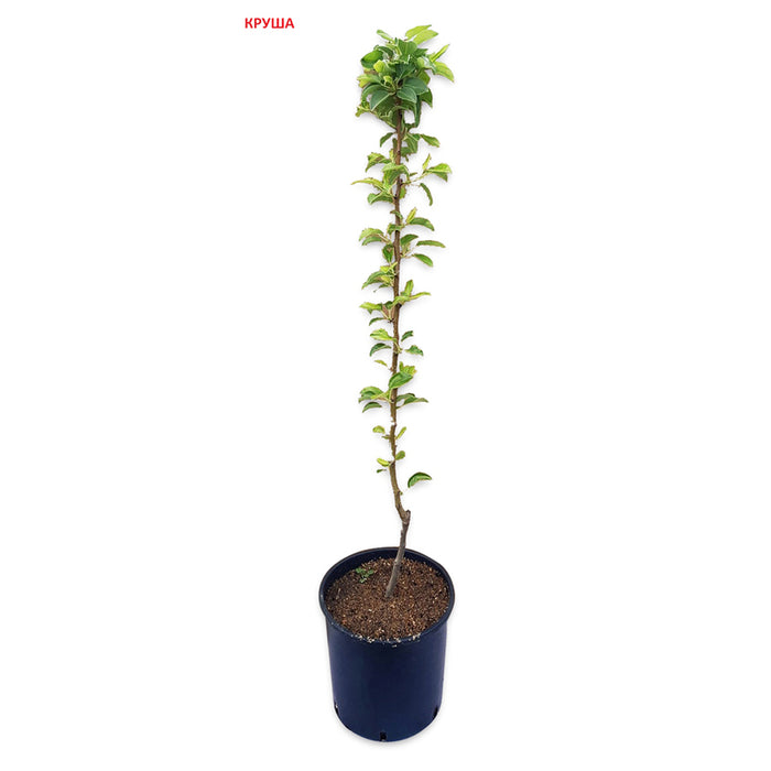 FRUIT IN CONTAINER MIX