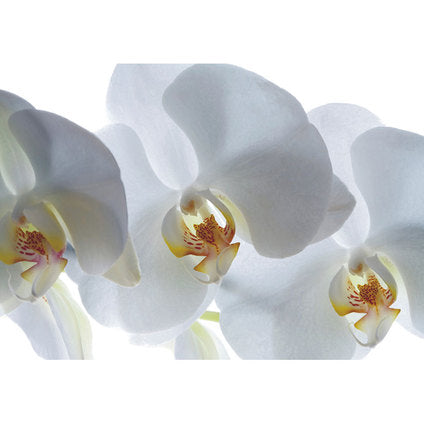 PHOTO WALLPAPER STANDARD 127X180 CM. 1Ch. ORCHID