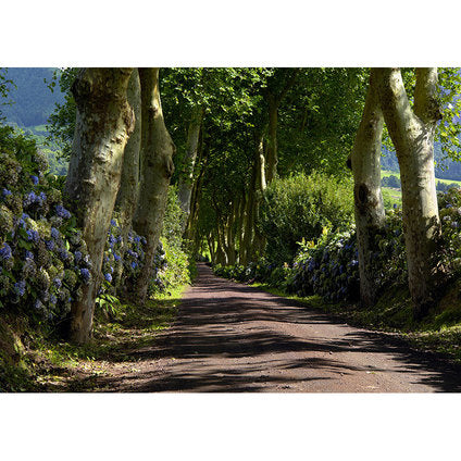 PHOTO WALLPAPER STANDARD 360X254 CM. 4 H. ALLEY