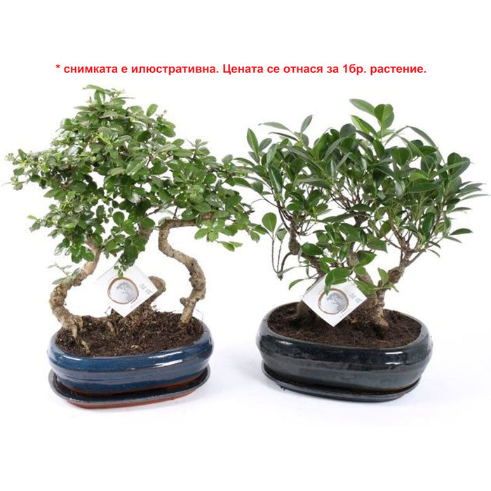 BONSAI