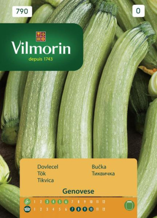 ZUCCHINI SEEDS VILMORIN