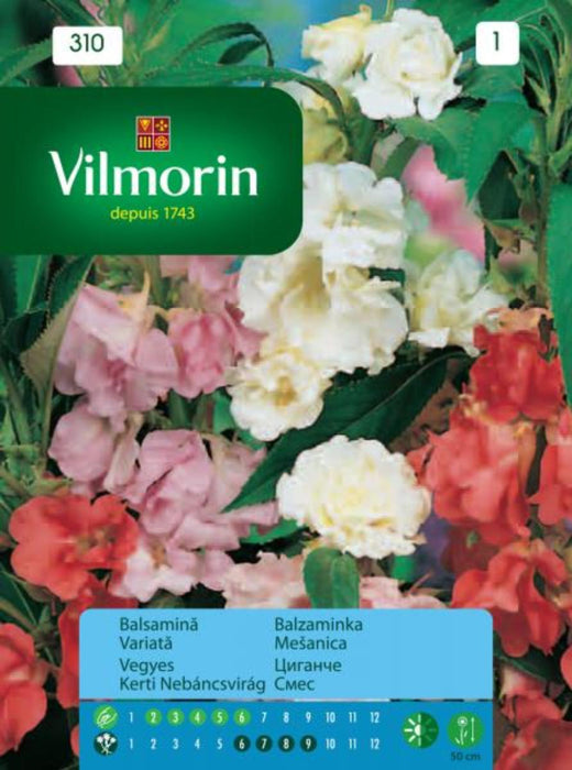 SEEDS GYPSIES COLOR MIX VILMORIN