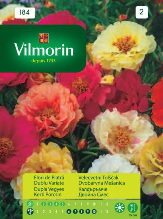 DOUBLE VILMORIN Cobblestone Seeds