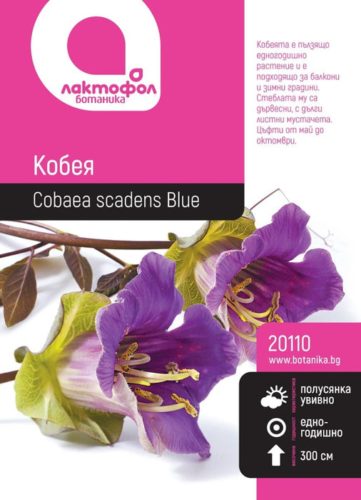 COBEIA SEEDS BOTANICAL