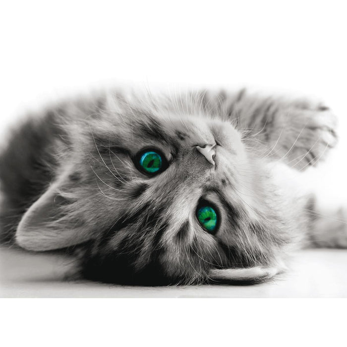 PHOTO WALLPAPER FLEECE 160X110/1H POSTER KITTEN
