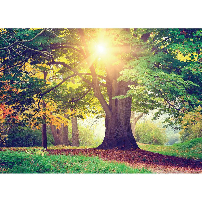 PHOTO WALLPAPER FLEECE 160X110/1H POSTER FOREST
