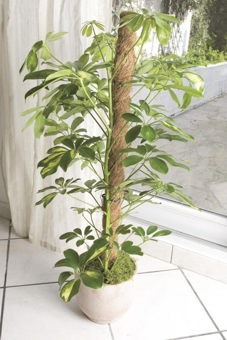 COCONUT STICK 0.60 M