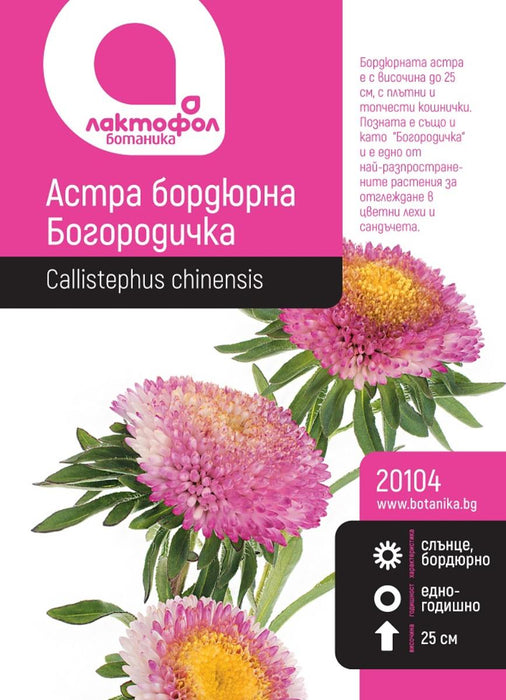 ASTRA CHRYSANTHEMIUM MIX BOTANICAL SEEDS