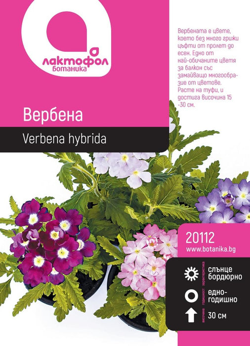 VERBENA SEEDS BOTANIST
