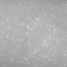 ONYKS SILVER DECORATIVE EFFECT 7 KG JEGER - Декоративни покрития<<<Интериорни бои<<<Бои и