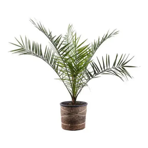 PALM HAMEROPS 3L. - Нецъфтящи растения<<<Стайни растения<<<Градина<<<Praktiker