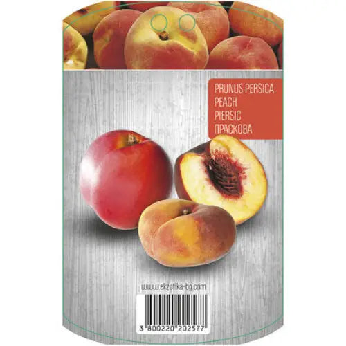 PEACH WITH PACKAGED ROOT EKZOTIKA - Овошки<<<Външни растения<<<Градина<<<Praktiker