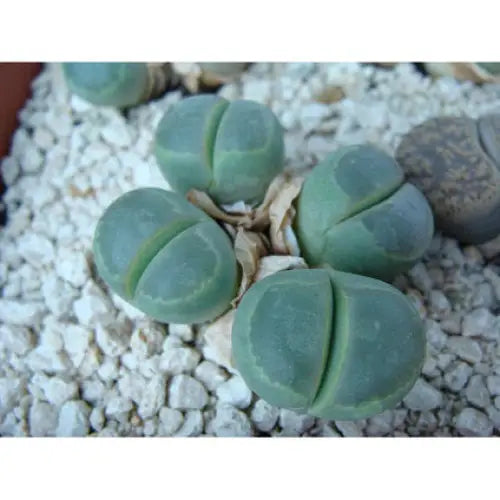 PEBBLE CACTUS - Кактуси<<<Стайни растения<<<Градина<<<Praktiker