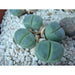 PEBBLE CACTUS - Кактуси<<<Стайни растения<<<Градина<<<Praktiker
