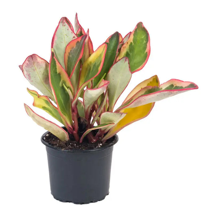Peperomia - Нецъфтящи растения<<<Стайни растения<<<Градина<<<Praktiker