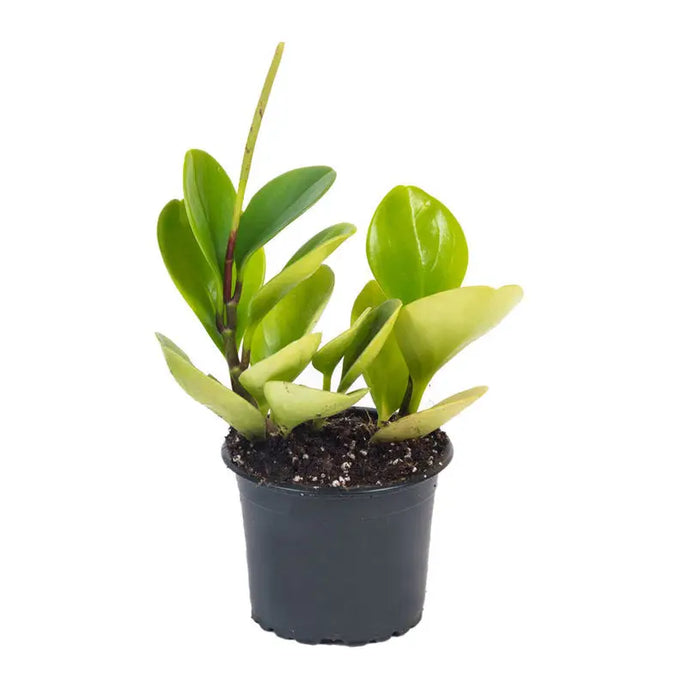 Peperomia - Нецъфтящи растения<<<Стайни растения<<<Градина<<<Praktiker