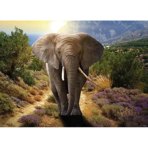 PHOTO WALLPAPER PREMIUM MAXI 160X110 CM. ELEPHANT - Фототапети<<<Тапети и фототапети<<<Мебели и