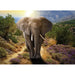 PHOTO WALLPAPER PREMIUM MAXI 160X110 CM. ELEPHANT - Фототапети<<<Тапети и фототапети<<<Мебели и