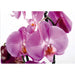 PHOTO WALLPAPER STANDARD 360X254 CM. 4 H. VIOLET ORCHID - Фототапети<<<Тапети и фототапети<<<Мебели и