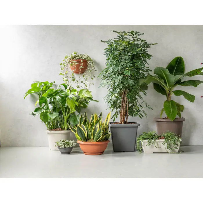 PLASTIC BOX 50CM PLASTECNIC TERRAE BOX - Сандъци<<<Саксии кашпи и цветарници<<<Градина<<<Praktiker&&&Сандъци<<<Саксии