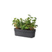PLASTIC BOX 50CM TERA BLOSSOM - Сандъци<<<Саксии кашпи и цветарници<<<Градина<<<Praktiker