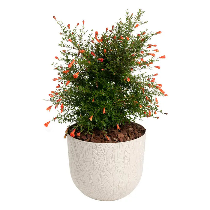 PLASTIC LEAF POT Ф30CM PLASTECNIC LEAF POT 30 - Кашпи<<<Саксии кашпи и цветарници<<<Градина<<<Praktiker