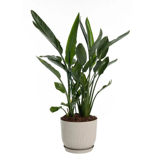 PLASTIC NATURE POT 30CM PLASTECNIC NATURE POT 30 - Кашпи<<<Саксии кашпи и цветарници<<<Градина<<<Praktiker