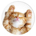Popsockets 2 Snoozy Cat Holder and Phone Stand - Cell phone holders<<<HurtelXML