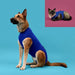 Recovery Vest for Pets KVP 25-29 cm Blue - Домашни Животни<<<Дом Градина<<<BigBuy&&&Здраве и хигиена<<<Домашни