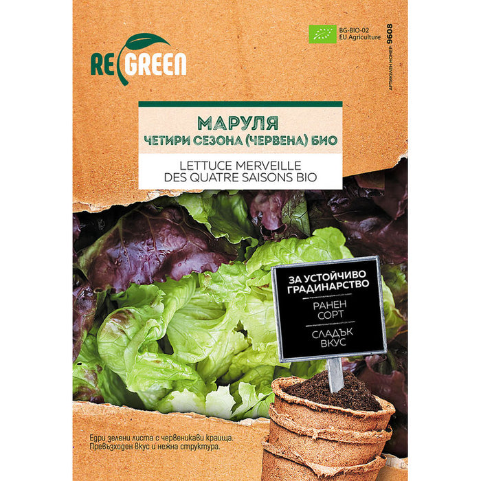 ORGANIC LETTUCE SEEDS 4 SEASONS REGREEN