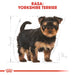 ROYAL CANIN Yorkshire Terrier Puppy - dry dog food - 7,5 kg - Dry foodDLP-KAS<<<For the dogDLP<<<ActionPL