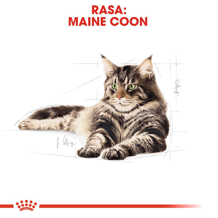 Royal Canin FBN Maine Coon Adult -  dry food for adult cats - 4kg