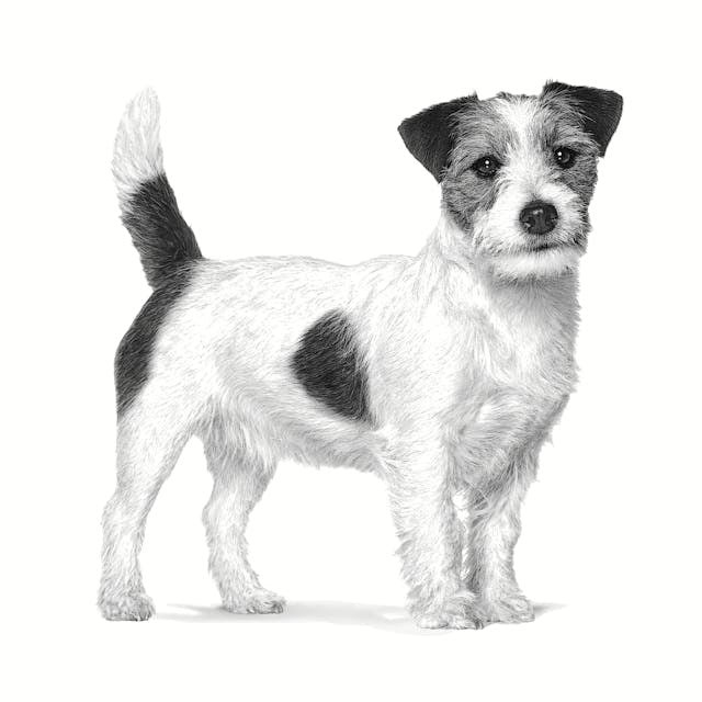 ROYAL CANIN Gastrointestinal Low Fat Small VHN - dry dog food - 3,5kg
