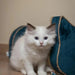 Scratching Post for Cats Tyrol Blue Cardboard 44 x 22 x 21 cm - Домашни Животни<<<Дом Градина<<<BigBuy&&&Къщички и