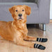 Socks Trixie Black XS/S Dog - Домашни Животни<<<Дом Градина<<<BigBuy&&&Пътуване и разходки<<<Домашни Животни<<<Дом