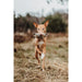 Soft toy for dogs Hunter Beige 100 % Recycled Fox - Домашни Животни<<<Дом Градина<<<BigBuy&&&Играчки<<<Домашни