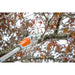 STIHL HTA 50 36 V CORDLESS TELESCOPIC HUTTER WITHOUT BATTERY AND CHARGER BAR LENGTH 25.00 cm - Електрически и