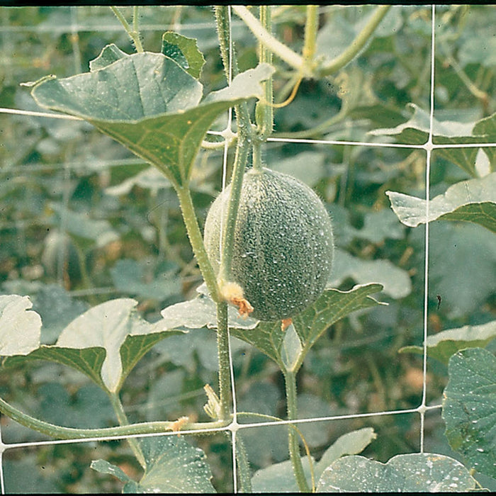 NETTING FOR WRAPING PLANTS 200CM TENAX HORTONOVA