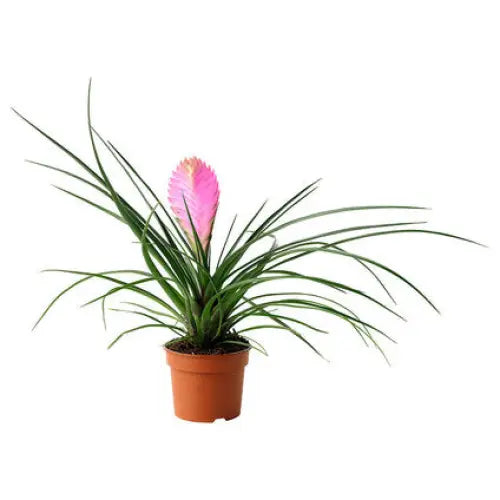 TILLANDSIA - Цъфтящи растения<<<Стайни растения<<<Градина<<<Praktiker