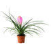 TILLANDSIA - Цъфтящи растения<<<Стайни растения<<<Градина<<<Praktiker