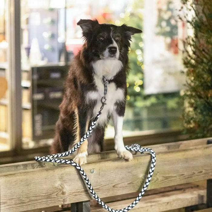 Training collar Trixie Cavo Graphite Azul Océano M/L 43-51 cm - Домашни Животни<<<Дом Градина<<<BigBuy&&&Пътуване и